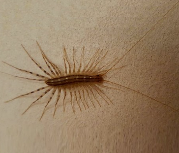 돈벌레 퇴치하는 방법과 죽이면 안 되는 이유까지
